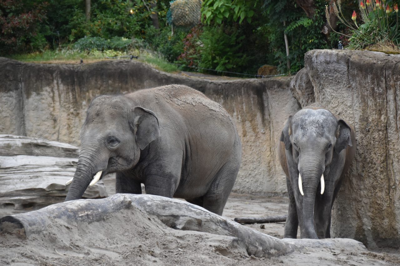 Aziatische Olifant DierenWiki Olifanten Aziatische Olifant Aziatische Olifant DierenWiki Olifanten Aziatische Olifant